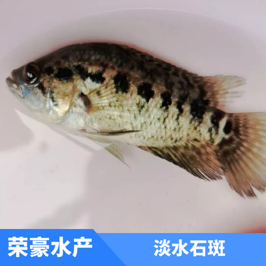 广州淡水石斑鱼苗