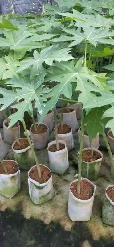 灵山县红心木瓜苗 大青红肉水果木瓜大苗带原装杯发货，叶色青秀