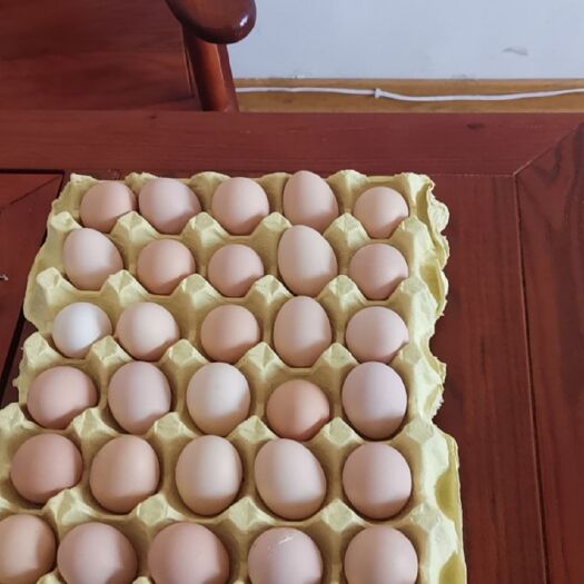 新泰市初生蛋  黑鳯土鸡蛋草鸡蛋柴鸡蛋蛋黄比例大12个—13个一斤