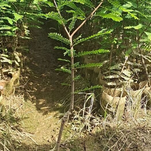灵山县牛甘子果树苗油甘苗余甘果苗牛甘苗油甘子苗大玉余甘果苗嫁接果