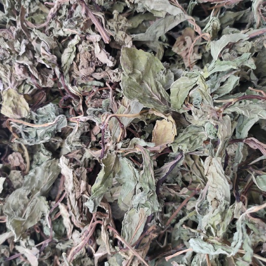 北流市中药材薄荷 山薄荷 香蜂草 香草蜂房草