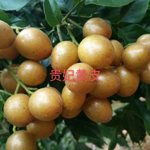 灵山县贵妃黄皮果苗  贵妃黄皮苗，黑黄皮苗