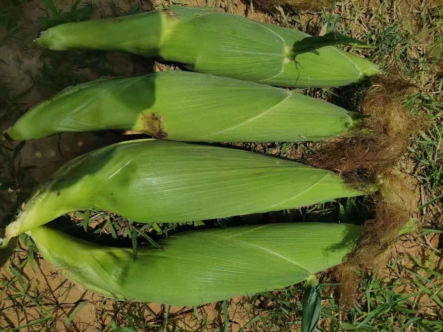 水果玉米  玉米，白玉米，产地直销，