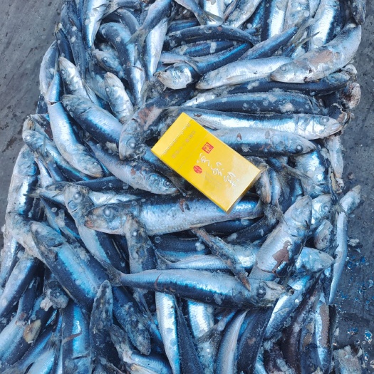 威海沙丁鱼，七星北太船冻饲料鱼 质量优