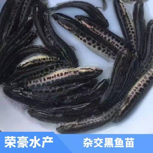 广州白乌鱼苗 黑鱼苗