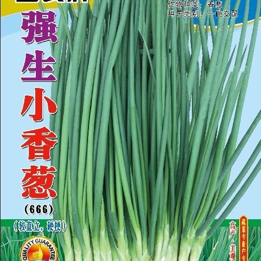 南靖县小香葱种子  强生小香葱种子