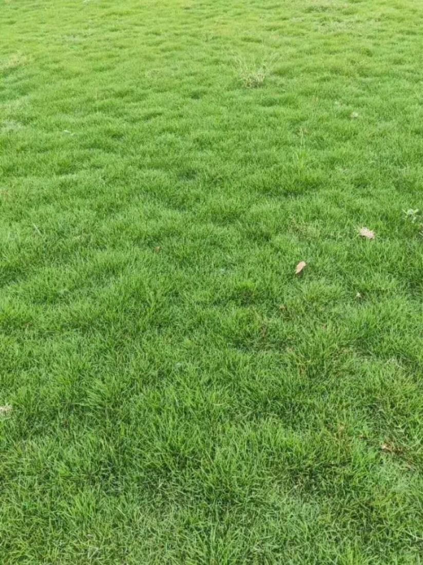 马尼拉草皮  精品马尼拉草，基地自产自销！