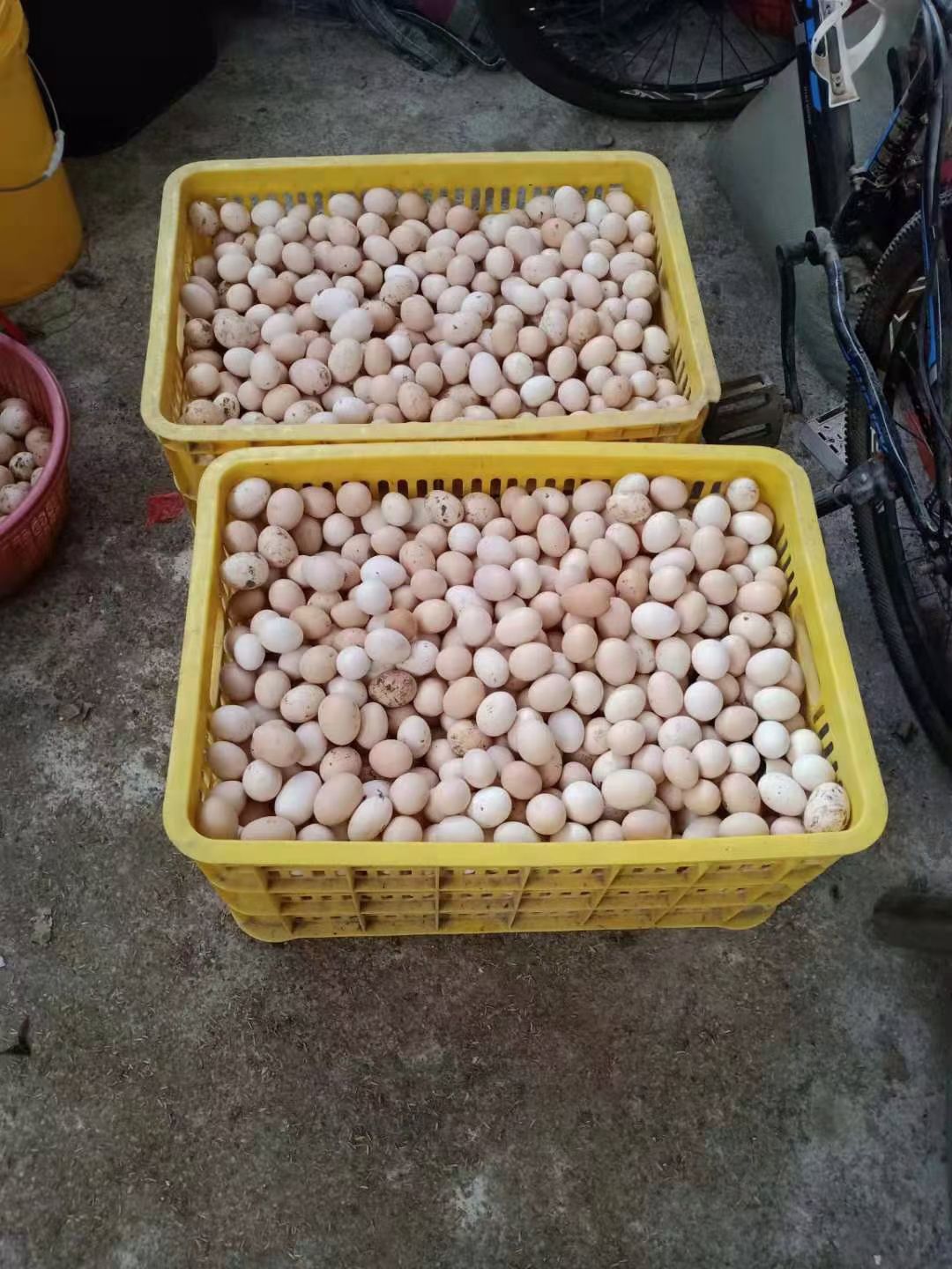 鸡蛋  清远麻鸡，胡须鸡初生蛋