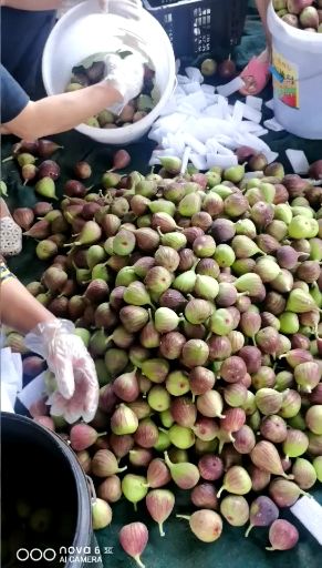 云南波姬红无花果全年稳定供货批发一件代发当天现摘现发保质保量