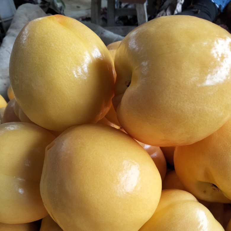 黄桃  套袋黄油大量上市！10万斤