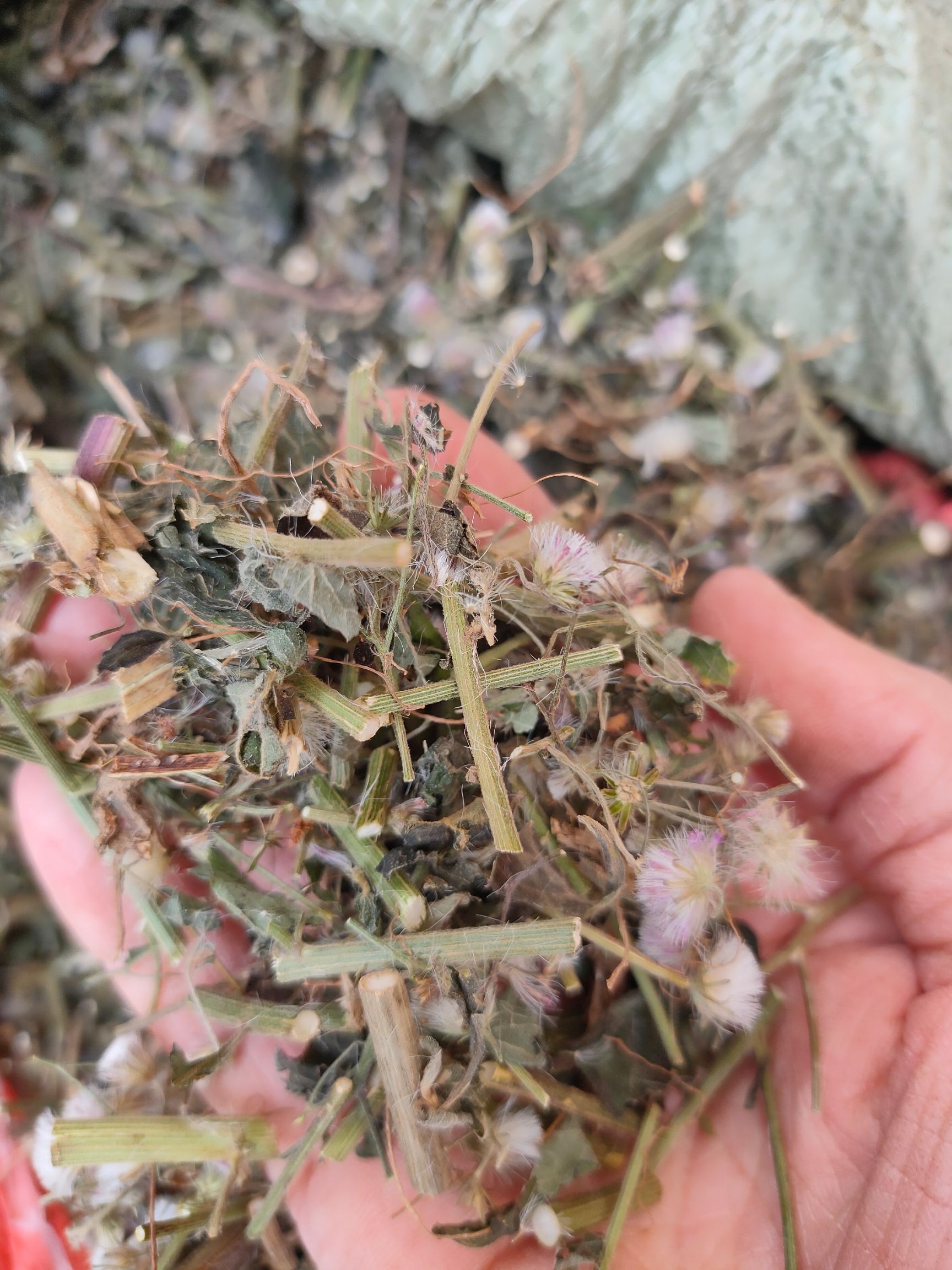 伤寒草  山草药消山虎 夜香牛 寄色草植株切断晒干干品