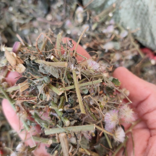 北流市伤寒草  山草药消山虎 夜香牛 寄色草植株切断晒干干品