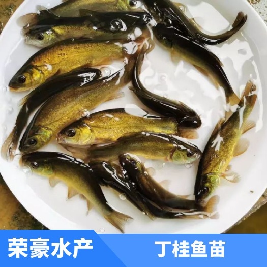 广州丁桂鱼苗