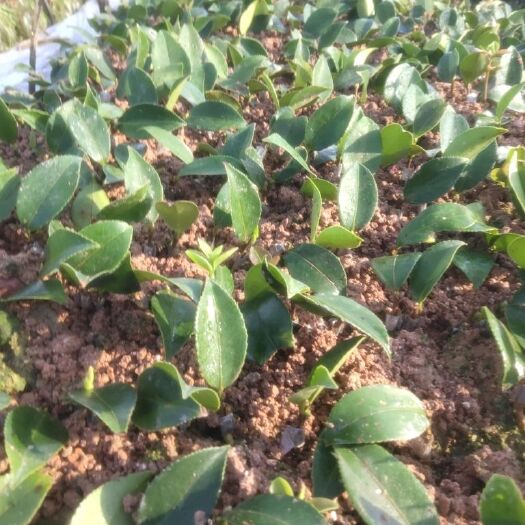 宜春长林高产嫁接油茶苗  一年苗10月份可以出售。图片仅供参考。