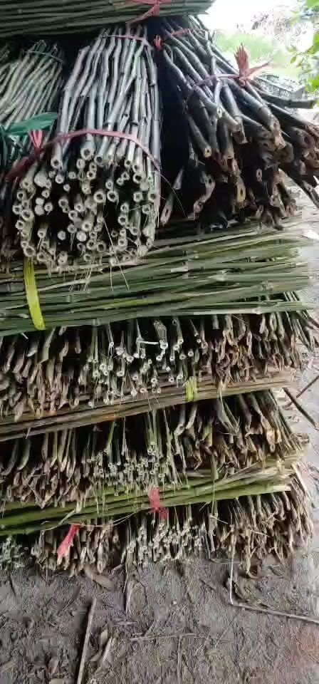  绿化竹竿大量批发