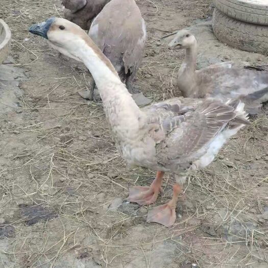 安顺 灰鹅