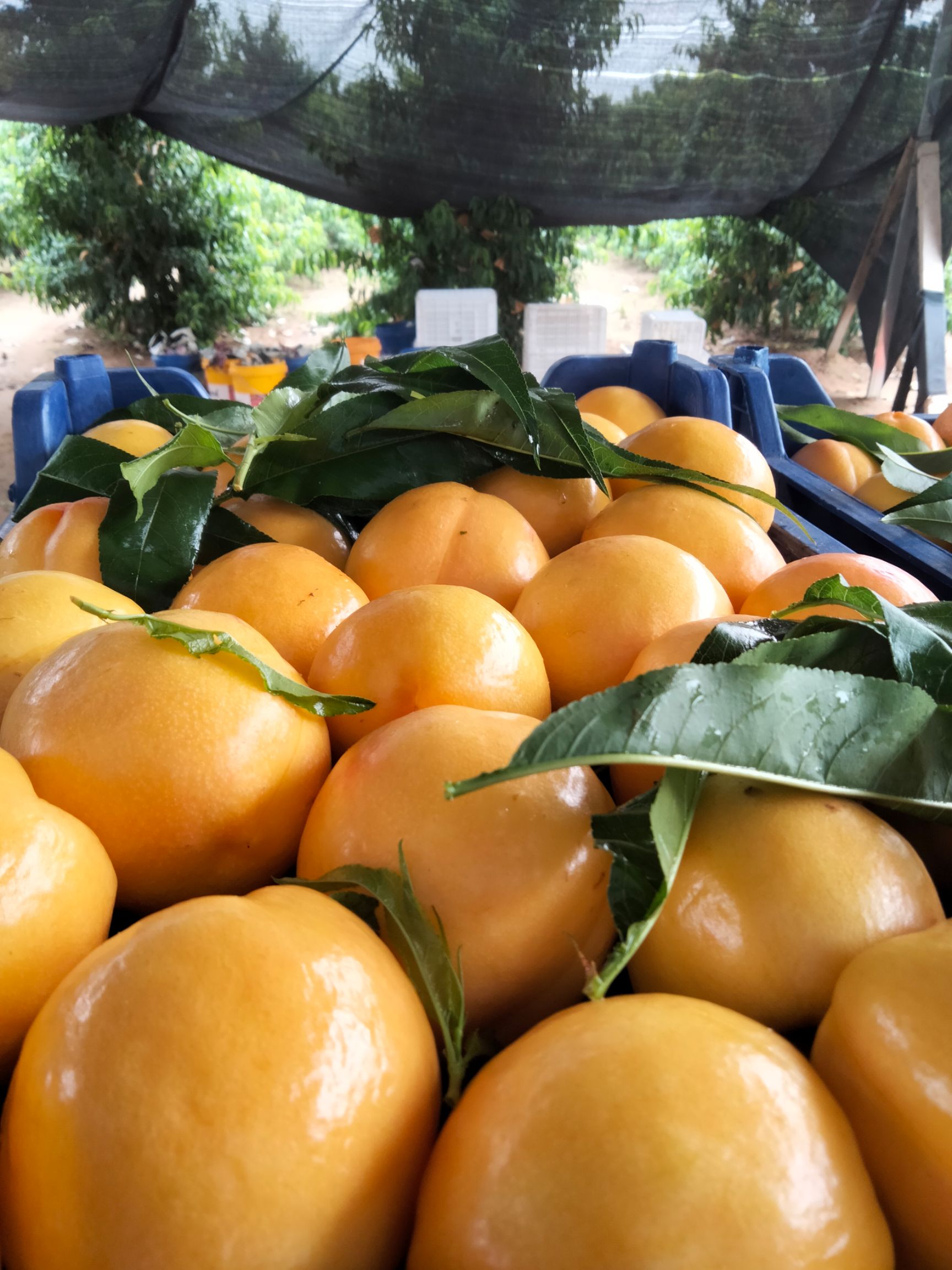 黄桃  套袋黄油大量上市！10万斤