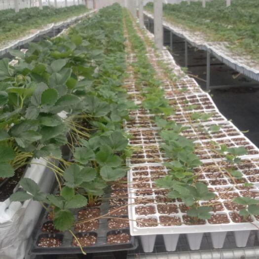 平度市甜宝草莓苗 草莓苗