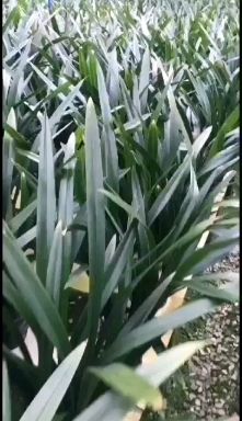 裸根墨兰，建兰