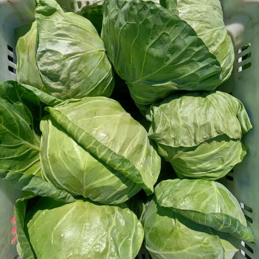 靖边县圆包菜 精品甘蓝大量上市中