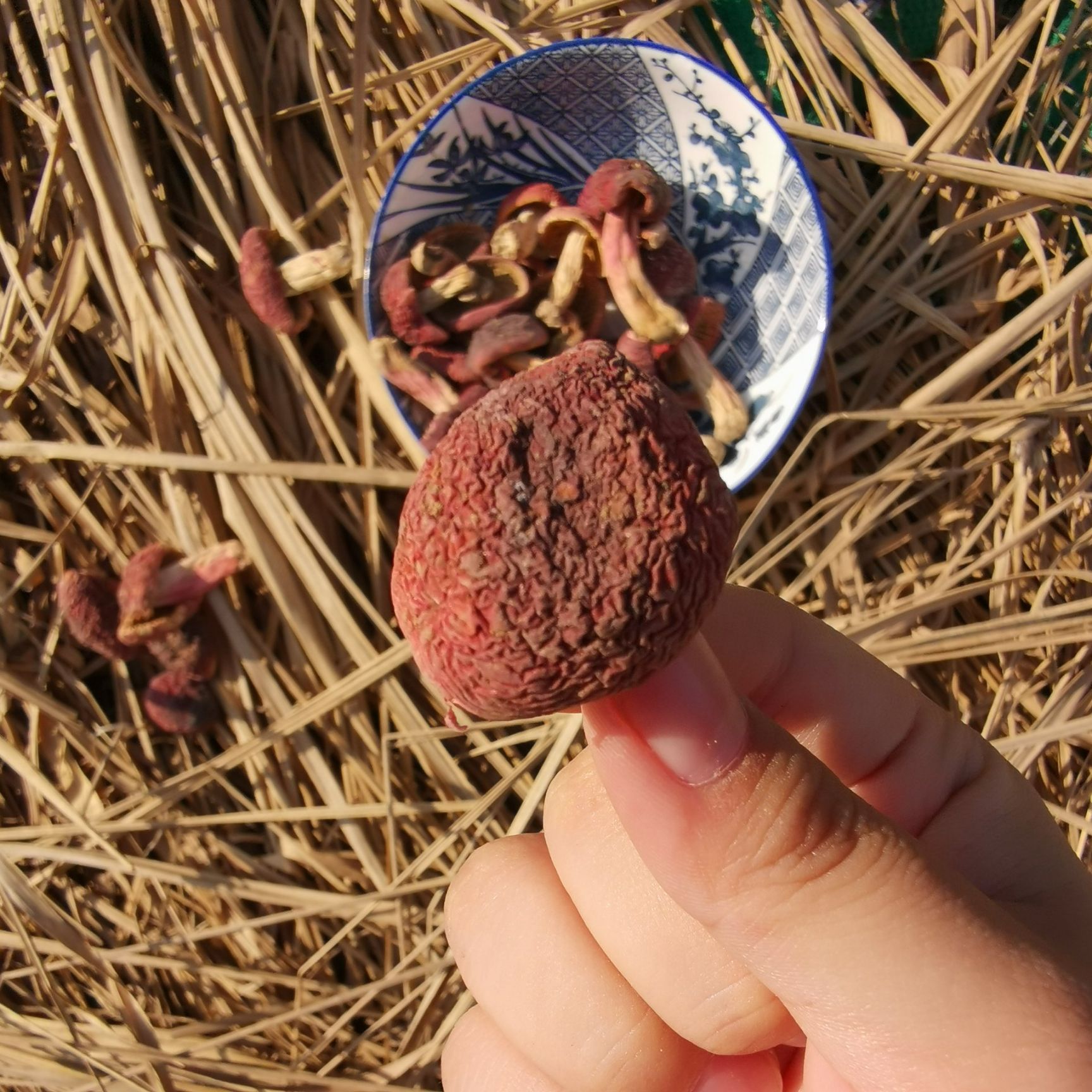 野生红菇送礼佳品