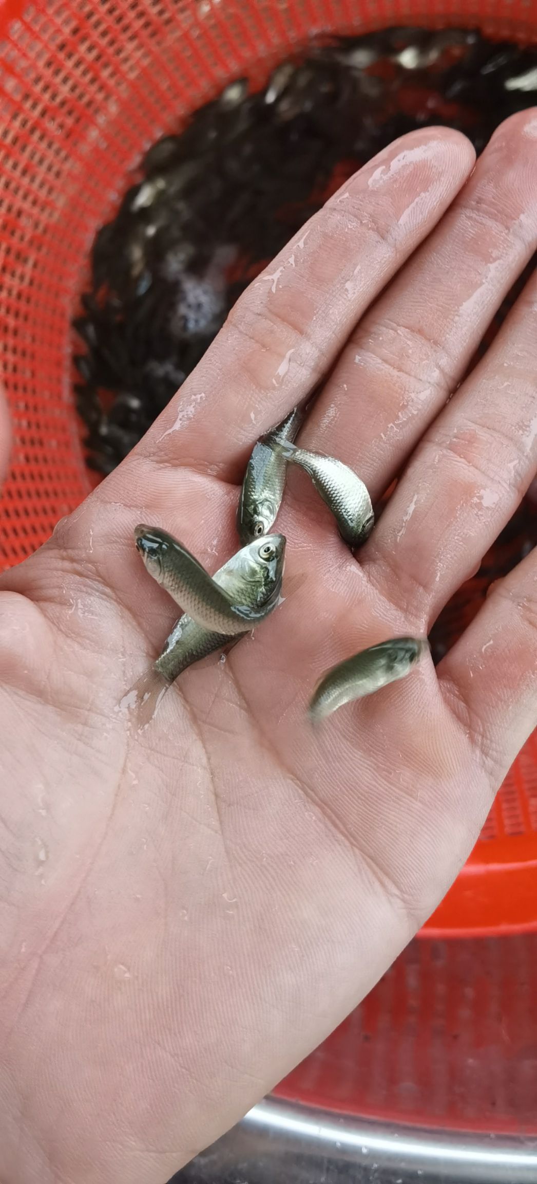 鲫鱼苗 白金鲫鱼苗 黄金鲫鱼苗 中科三号