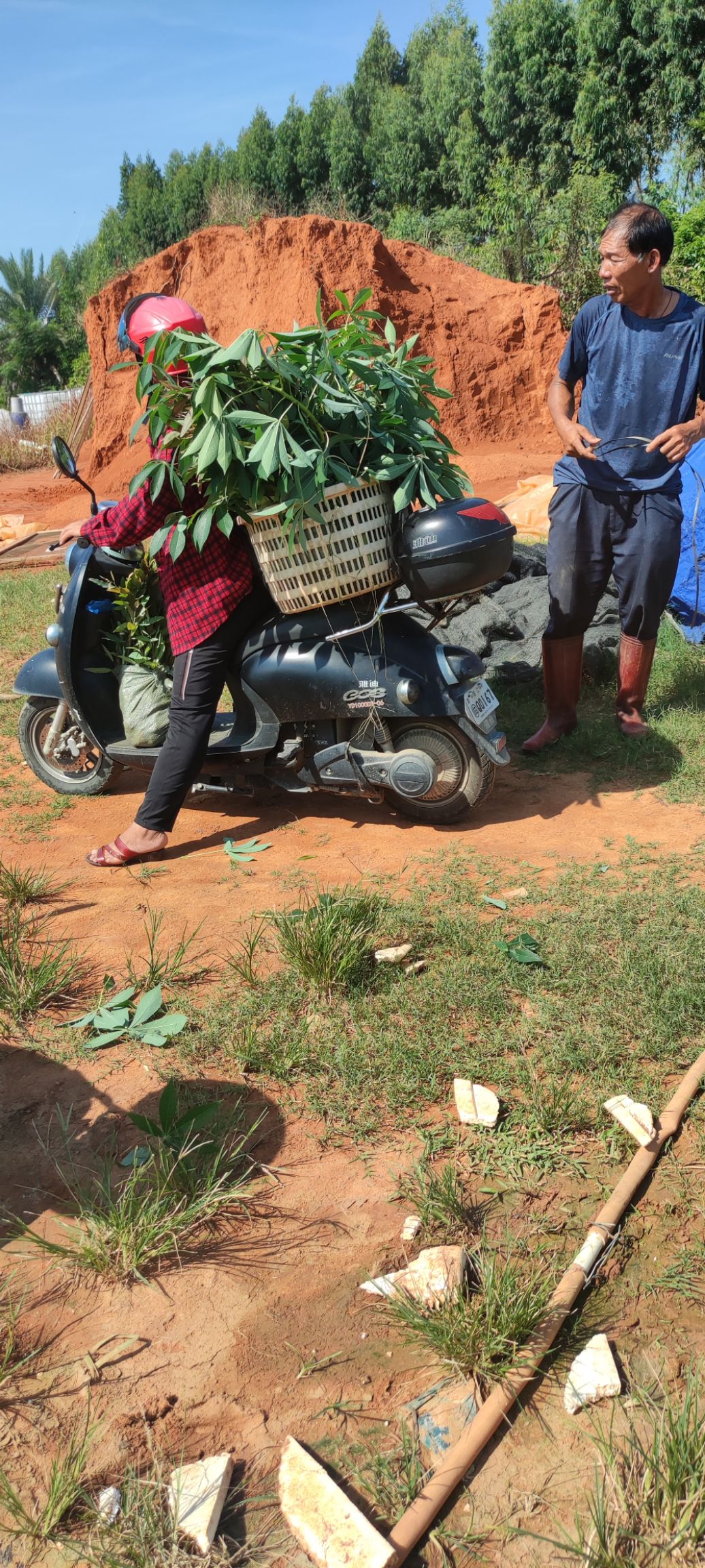 桉树苗  广州1号苗