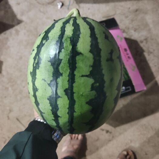 勐海县无籽西瓜  4k西瓜，甘美4k西瓜，糖度高，密度好，耐运输