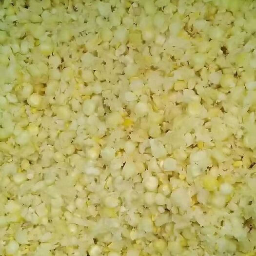 石家庄发酵饲料  发酵熟玉米