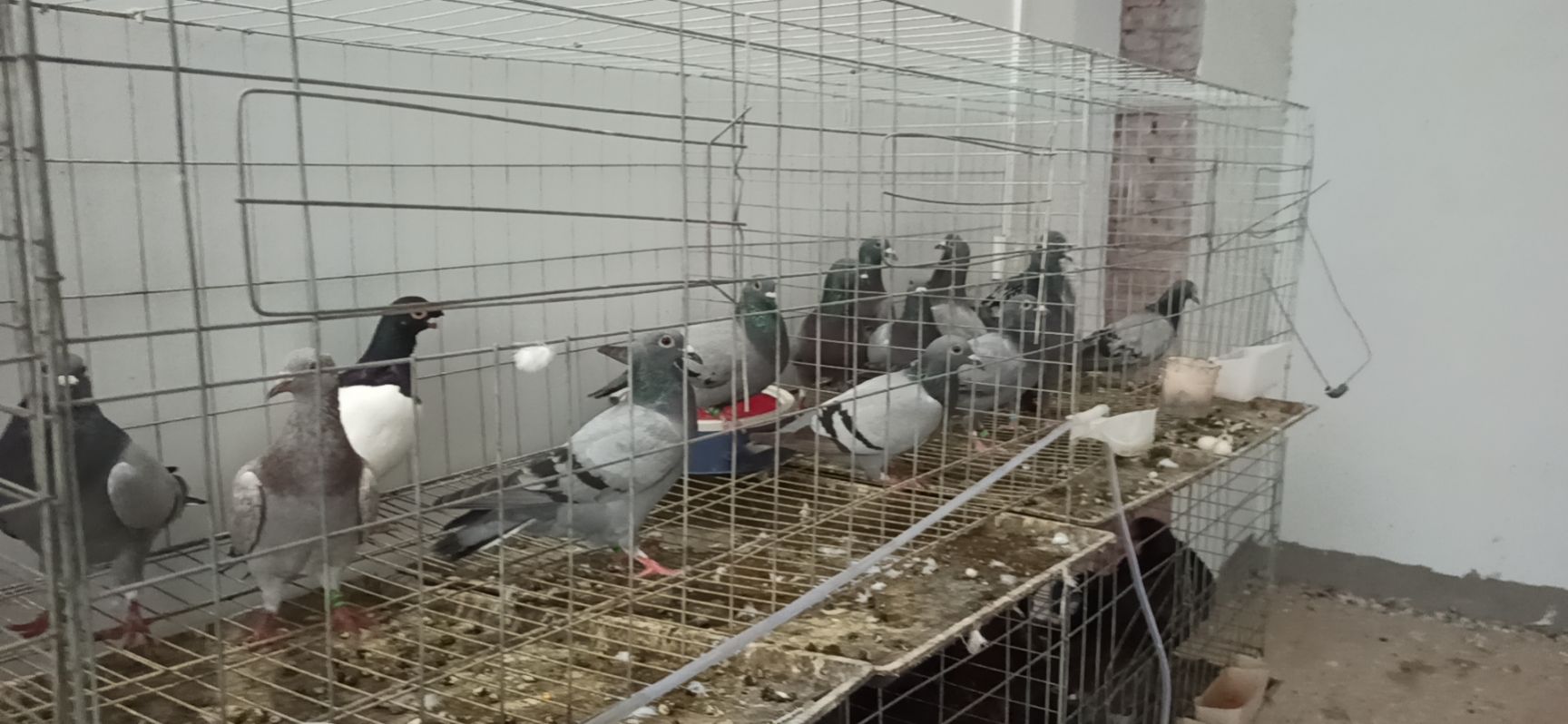 信鸽，信鸽青年33包邮能开家