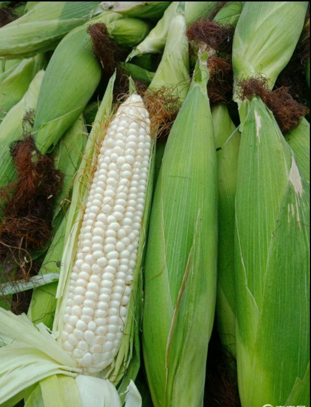 糯，水果玉米，带壳