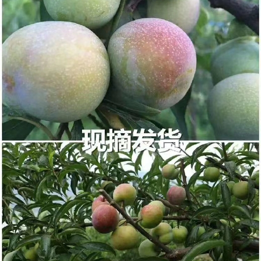 叙永县脱骨李  四川赤水河凤凰李
