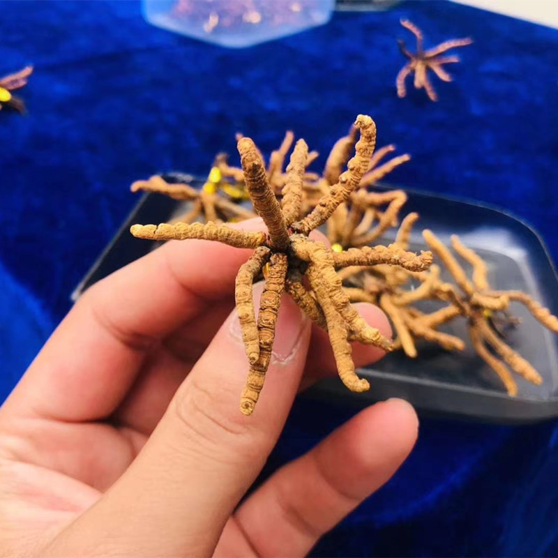 冬虫夏草祁连干虫草散装高海拔无断草非西藏那曲可泡酒炖汤