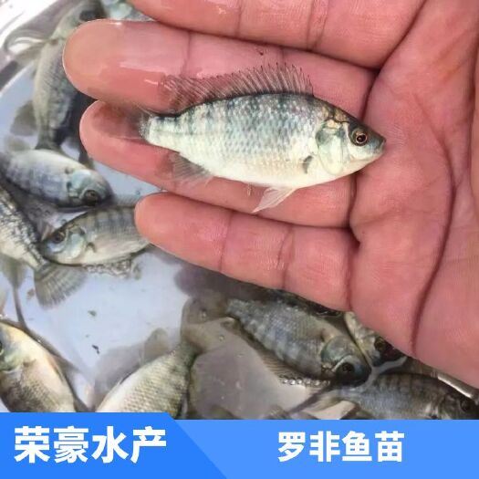 广州罗非鱼苗 海南一号罗非鱼苗