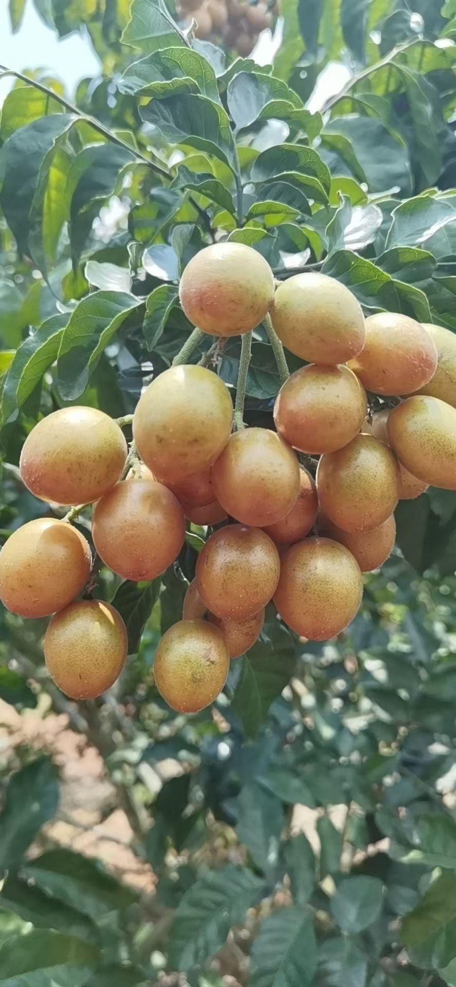 贵妃黄皮果苗  贵妃黄皮苗，黑黄皮苗