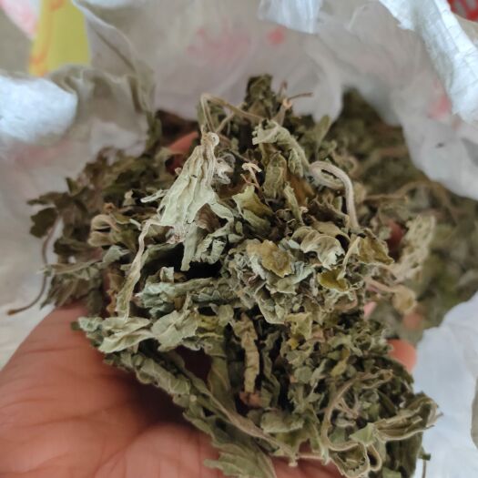北流市防风草 抹药 抹草 鱼针草土藿香 全草茎叶纯叶大批量供应