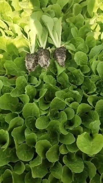 大白菜苗