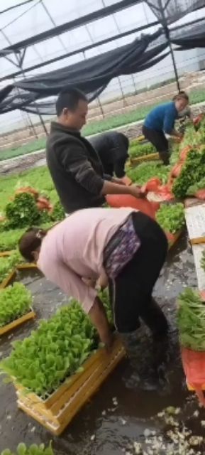 大白菜苗