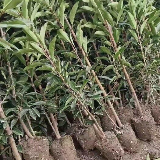 新昌县青珊瑚 精品珊瑚，精品珊瑚