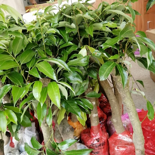 化州市荔枝苗，高压荔枝苗，容易生长成活率高，带泥球叶子发货