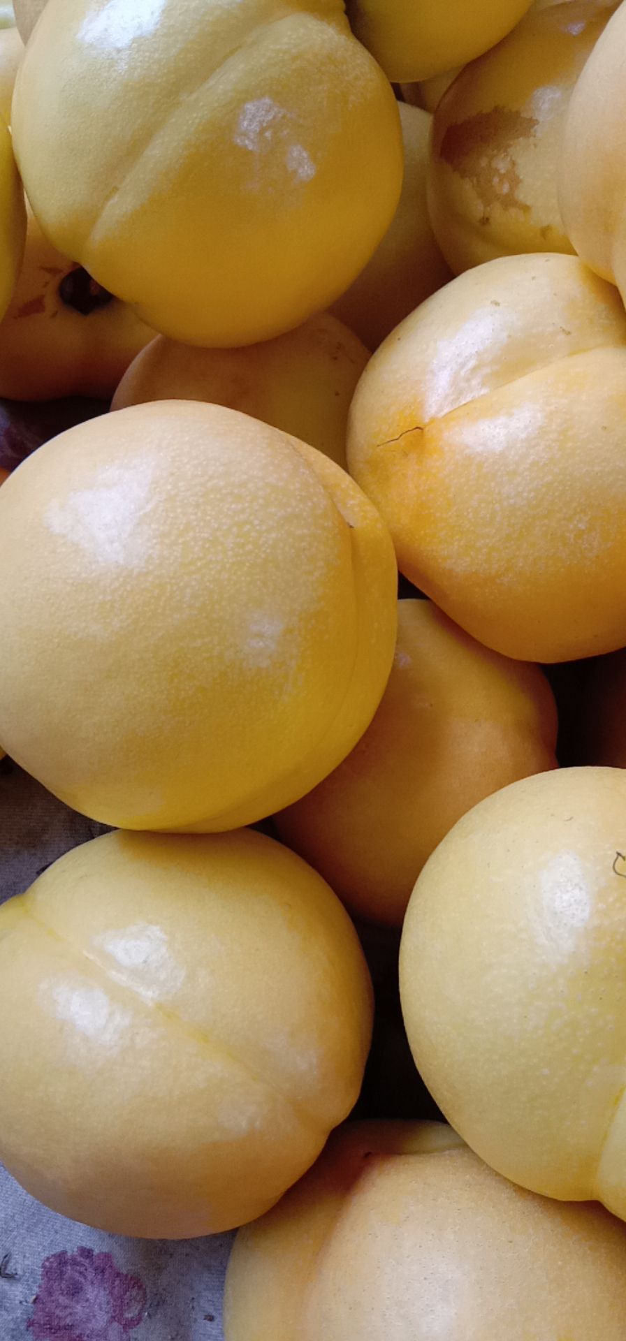 黄金黄桃 黄桃