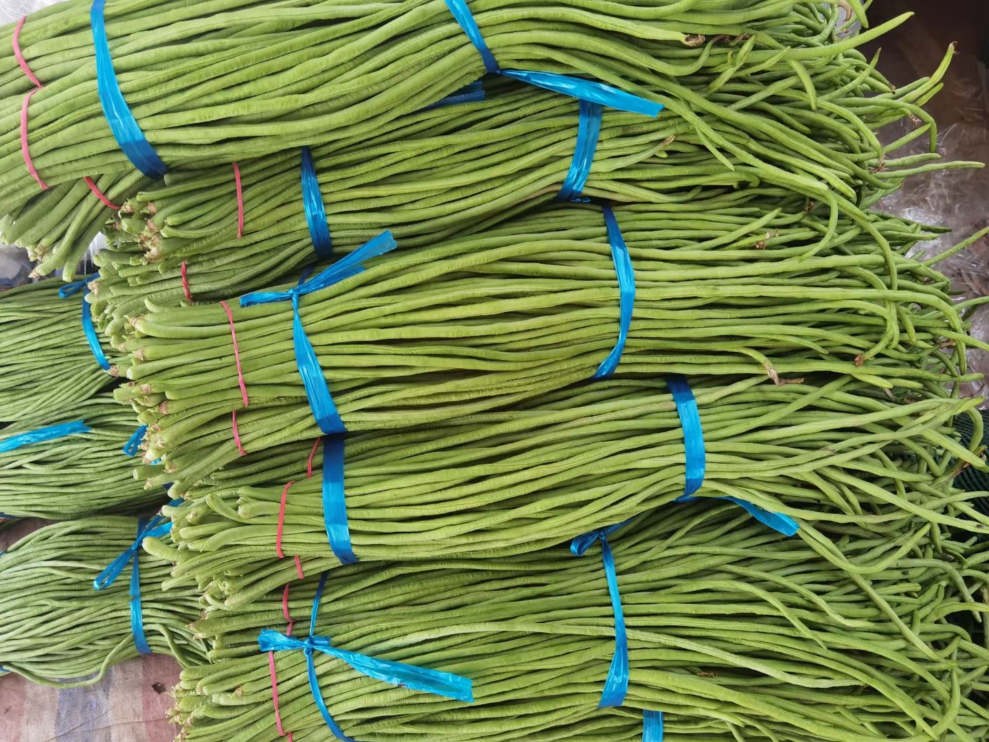 绿翡翠长豆角  豆角，长豆角，基地大量种植直供
