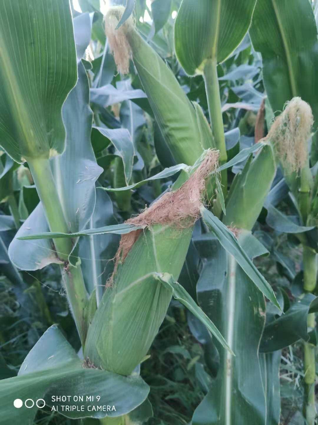 糯玉米2000糯玉米2000