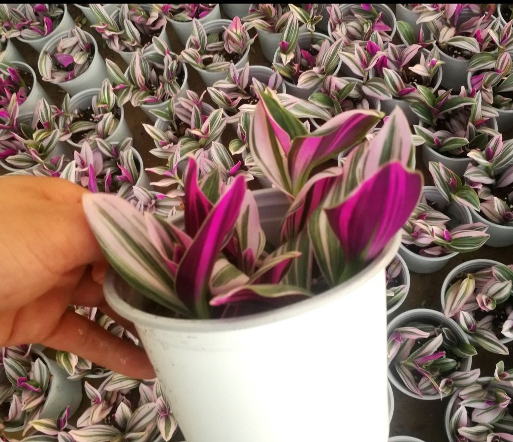 油画婚礼吊兰 适合室内摆放的非常容易养殖具有净化空气防辐射功能的油画