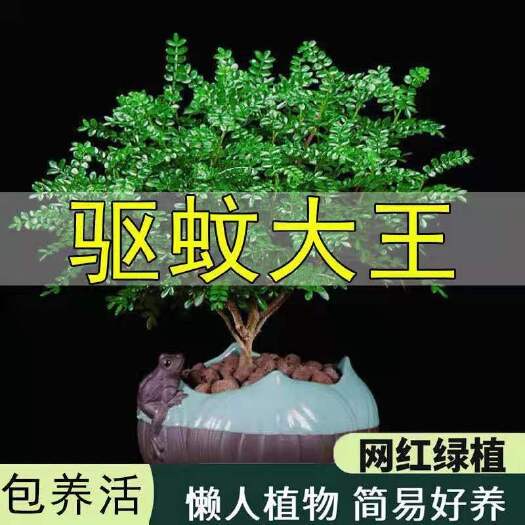 杭州清香木胡椒木盆栽四季常青室内好养盆栽花卉绿植盆景