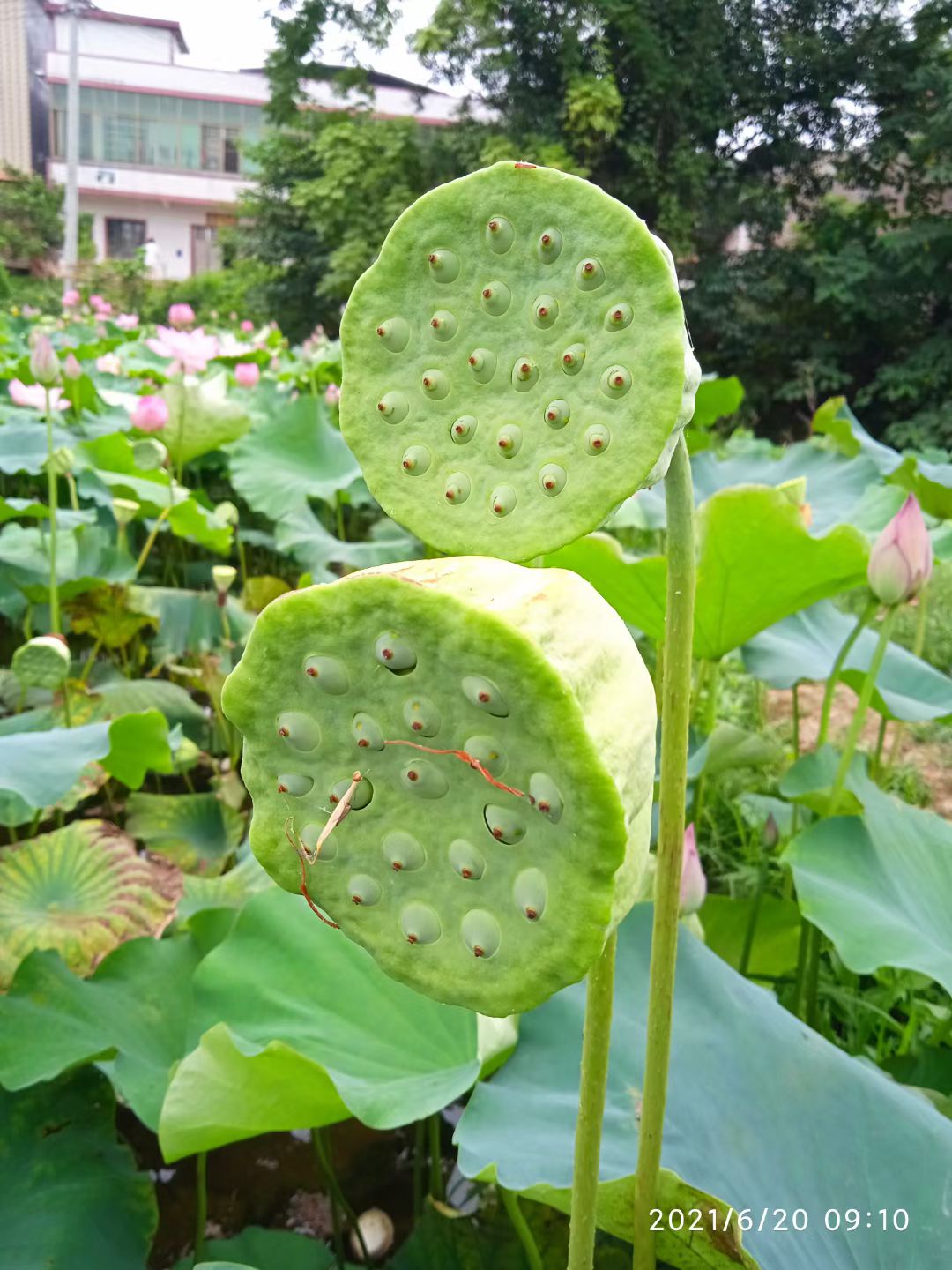 新鲜莲蓬生吃水果嫩莲蓬子莲子湘莲红莲