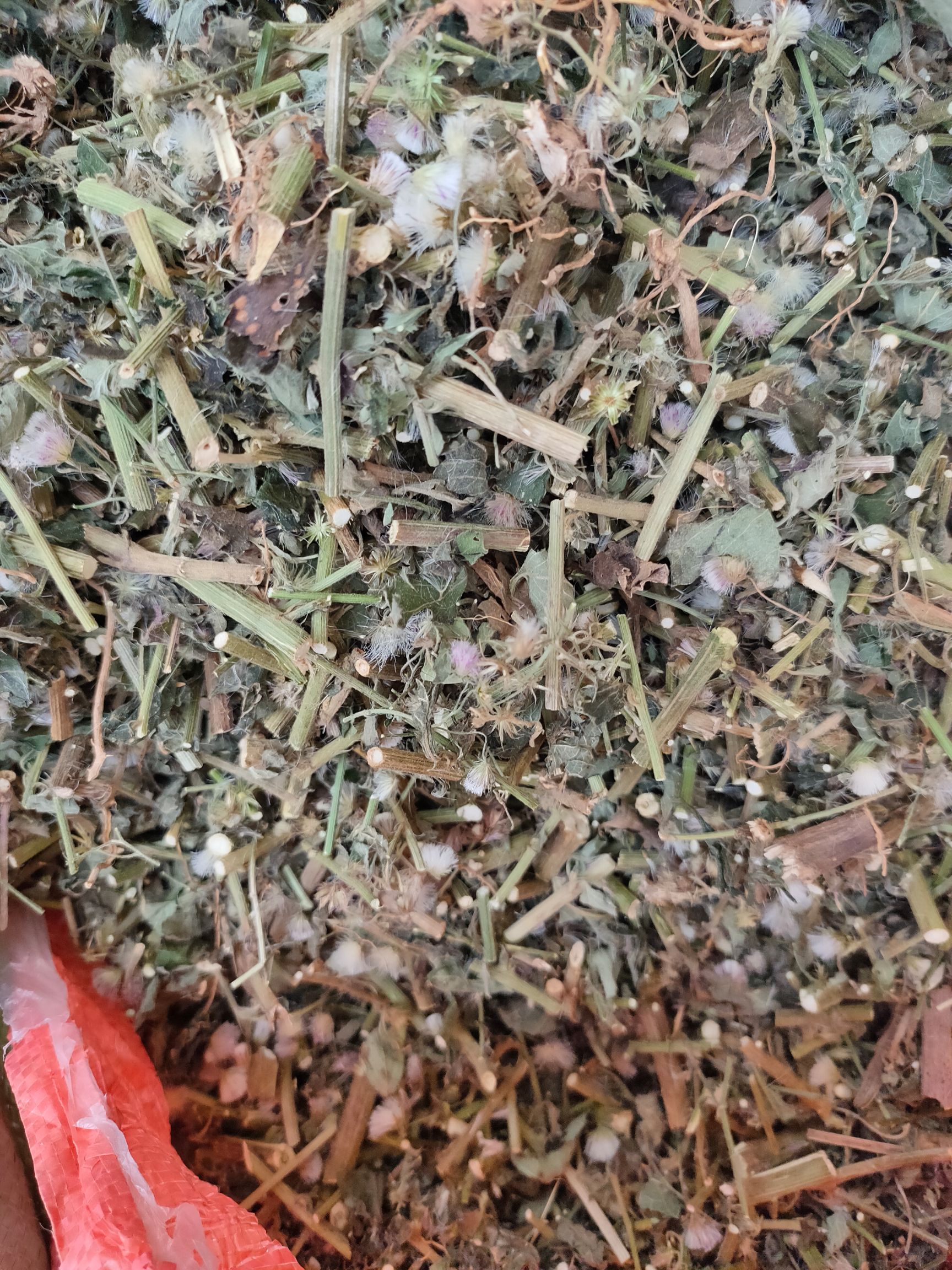 伤寒草  山草药消山虎 夜香牛 寄色草植株切断晒干干品