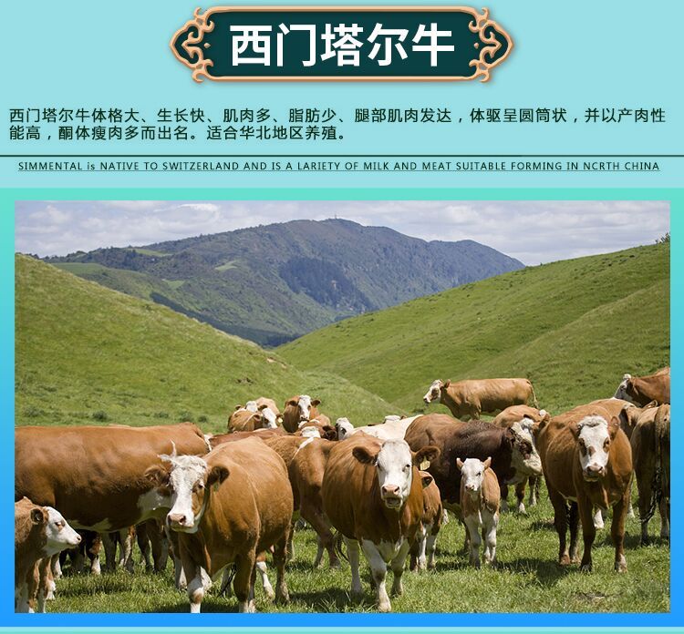 夏洛莱牛利木赞牛鲁西黄牛西门塔尔牛
