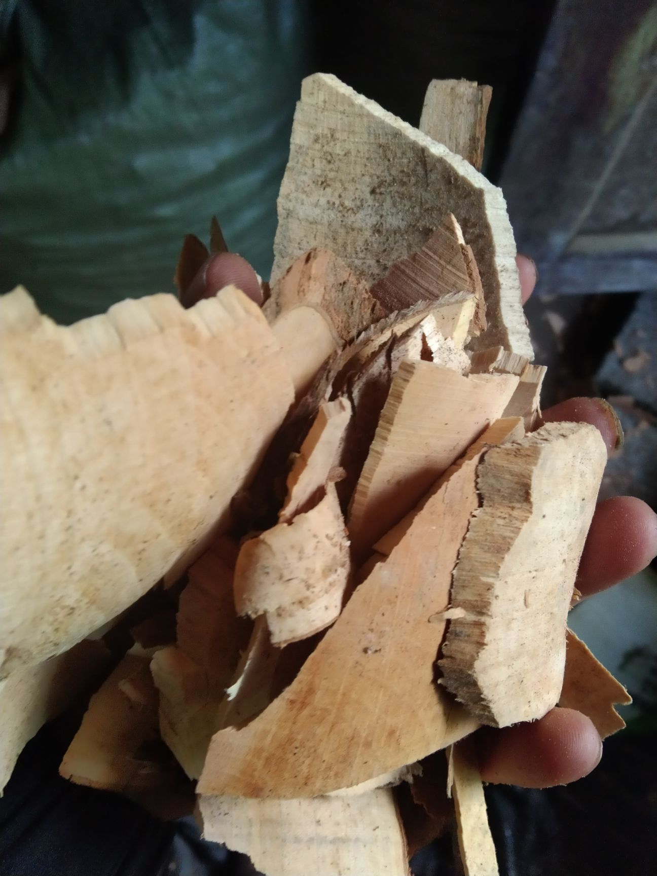 算盘子根  算盘树根