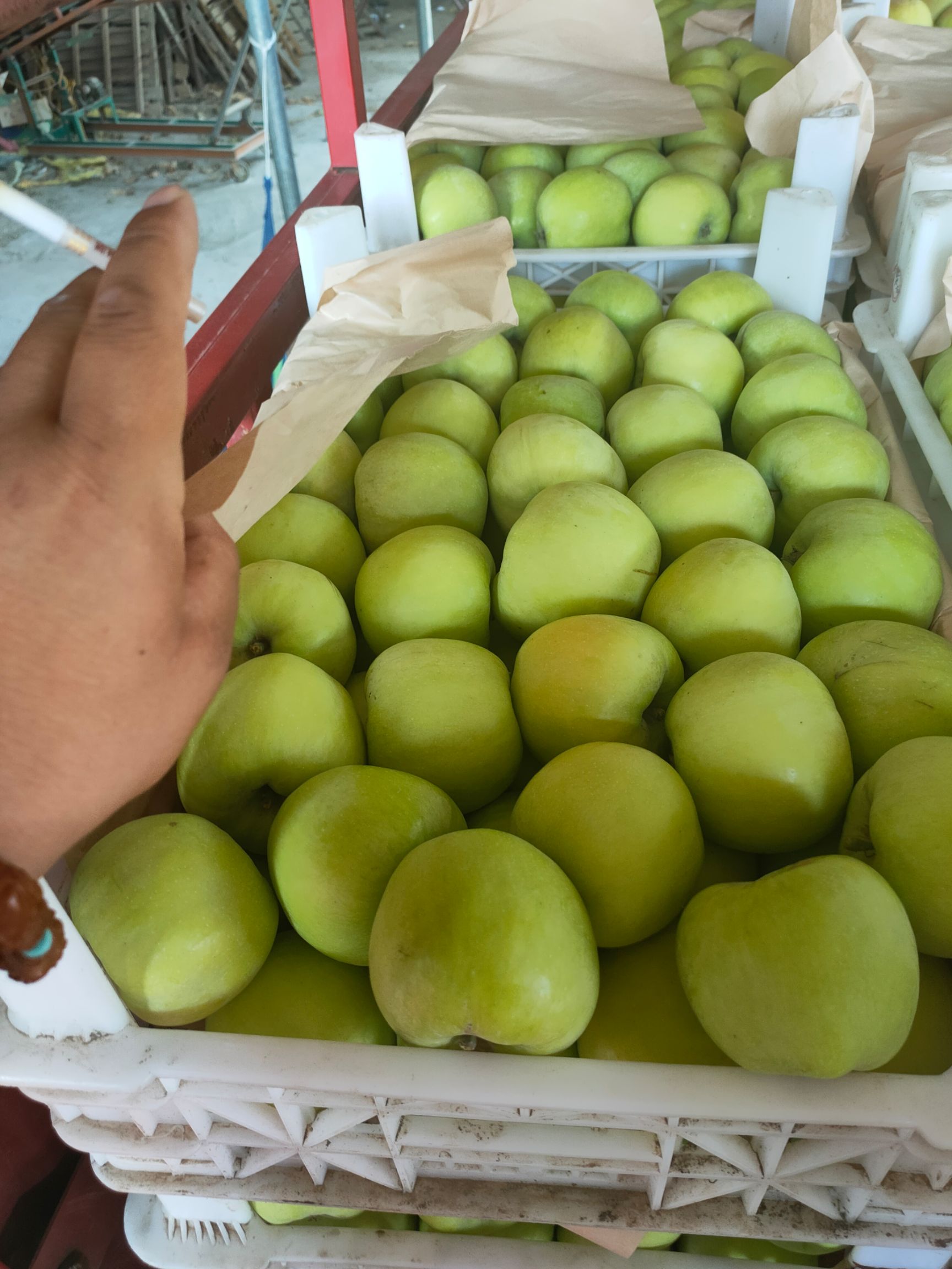 河北石家庄晋州藤木苹果大量现货欢迎新老客户订购